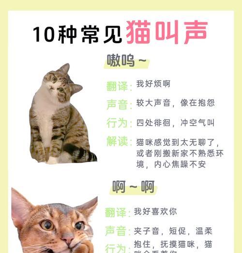 猫吃完猫粮后哀嚎叫？可能是这些原因导致的！