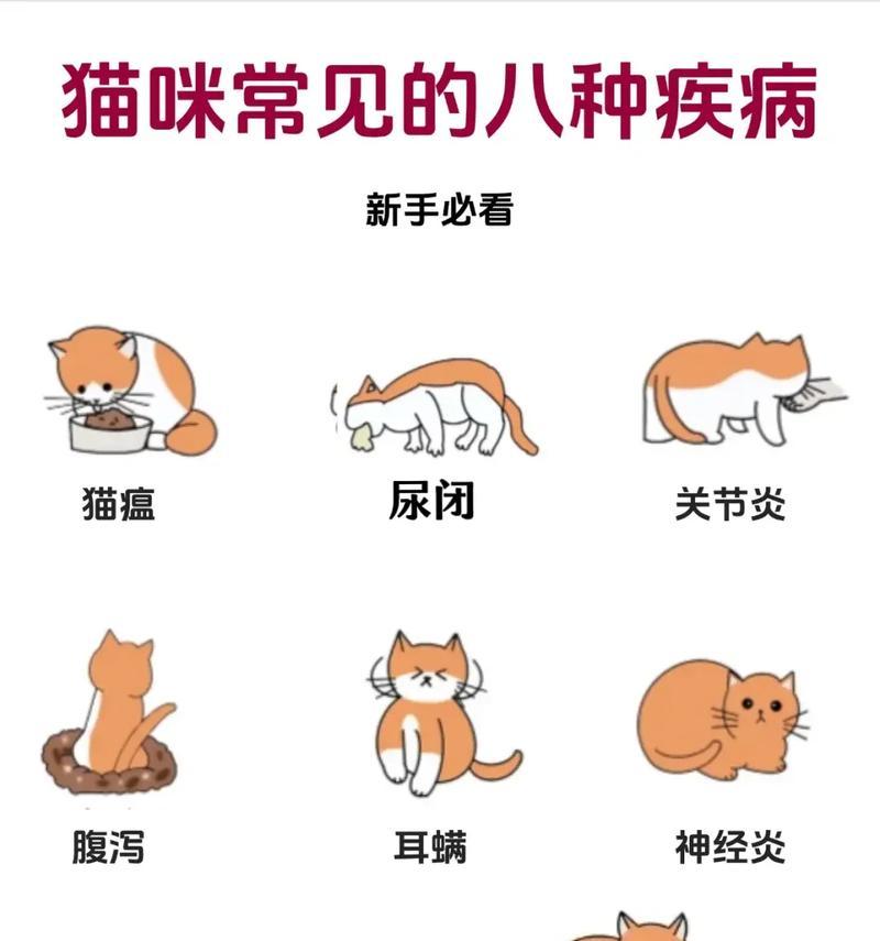 宠物猫长期食用猫粮导致疾病的原因是什么？如何预防和解决？