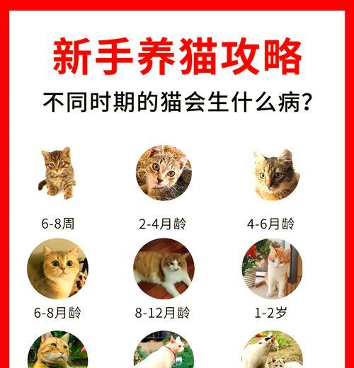 宠物猫长期食用猫粮导致疾病的原因是什么？如何预防和解决？