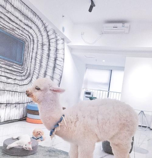 天河城里遛羊驼的地方叫什么？推荐的地点有哪些？