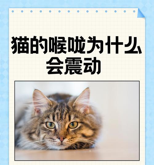 按压猫粮为什么会发出声音？揭秘其背后的科学原理是什么？