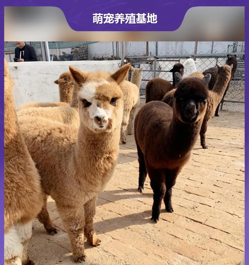 羊驼对声音的反应是什么？如何调整声音来吸引它们？