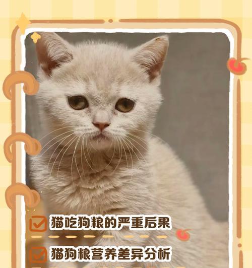 猫咪看到主人吃猫粮会怎么想？它们会感到嫉妒还是好奇？