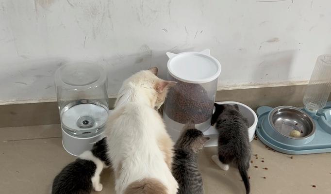 猫咪看到主人吃猫粮会怎么想？它们会感到嫉妒还是好奇？