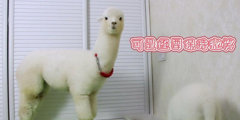 羊驼与二哈的友情故事有哪些？它们之间如何建立深厚友谊？