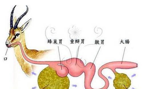 羊驼口水多且臭是正常现象吗？揭秘背后的原因是什么？