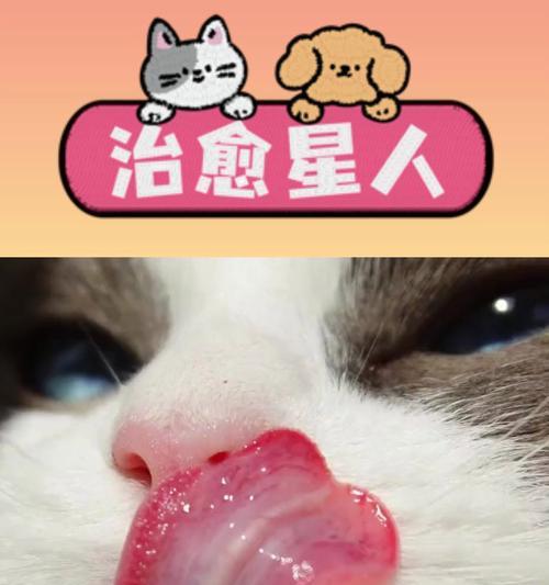 猫咪吃猫粮舔嘴是为何？是否属于正常行为表现？