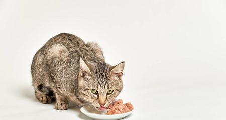 猫咪吃猫粮舔嘴是为何？是否属于正常行为表现？