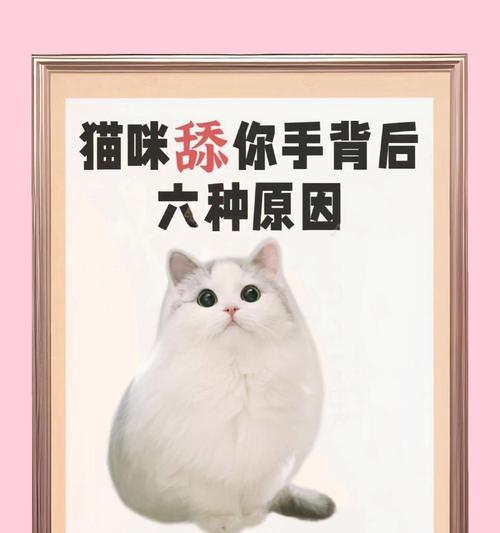 猫咪吃猫粮舔嘴是为何？是否属于正常行为表现？