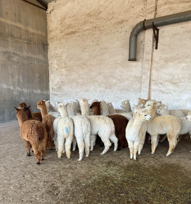 广州哪家店可以带着羊驼逛街？体验如何？