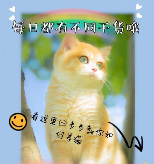 小猫咪换猫糕粮的最佳时机是什么时候？如何判断猫咪需要换粮？