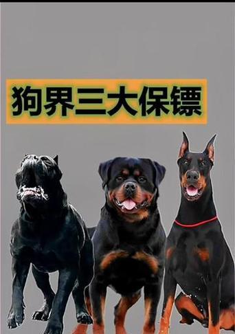 罗威纳犬与杜宾犬有血缘关系吗？它们的起源和区别是什么？