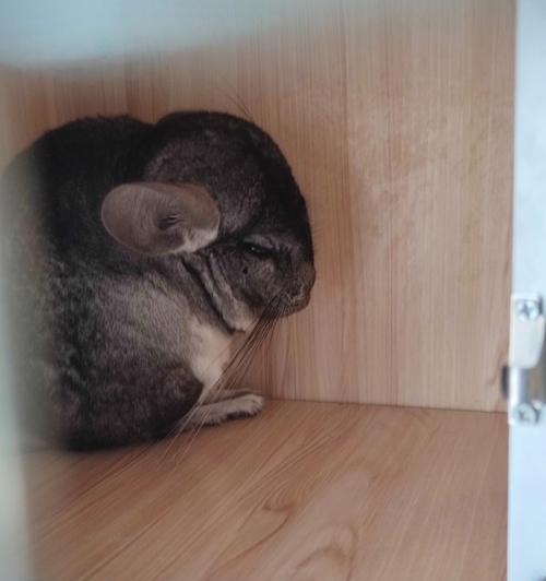 龙猫突然停止食用威霸猫粮？可能的原因有哪些？