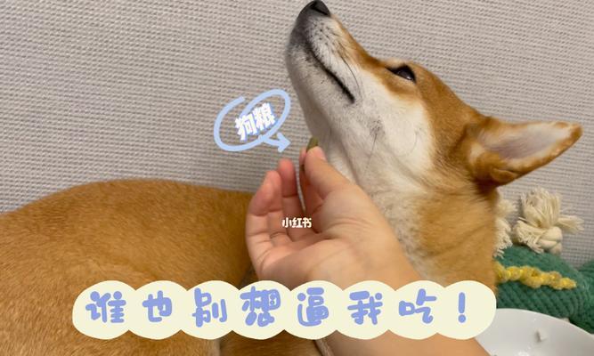 狗狗4天不吃狗粮怎么办？有效解决狗狗拒食的方法是什么？