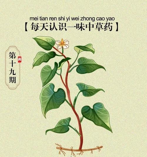 哪些药物的功效与鱼腥草相似？鱼腥草替代品有哪些？