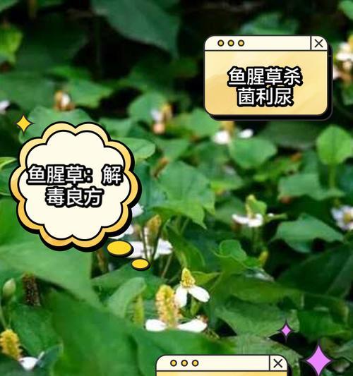 哪些药物的功效与鱼腥草相似？鱼腥草替代品有哪些？