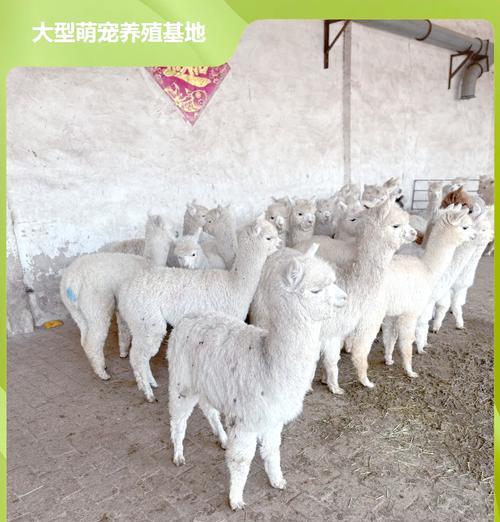 羊驼排泄物清理难题与肥料使用禁忌解析？