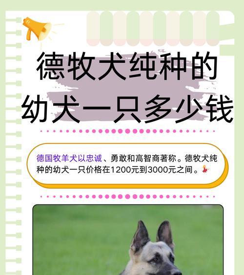 一岁德牧喂食指南：每次应摄入多少食物合适？