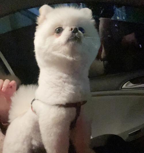 长得像羊驼的狗狗品种有哪些？它们都有哪些独特特点？