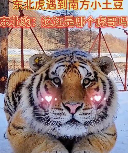 东北虎遇到羊驼会有什么反应？它们能和平相处吗？