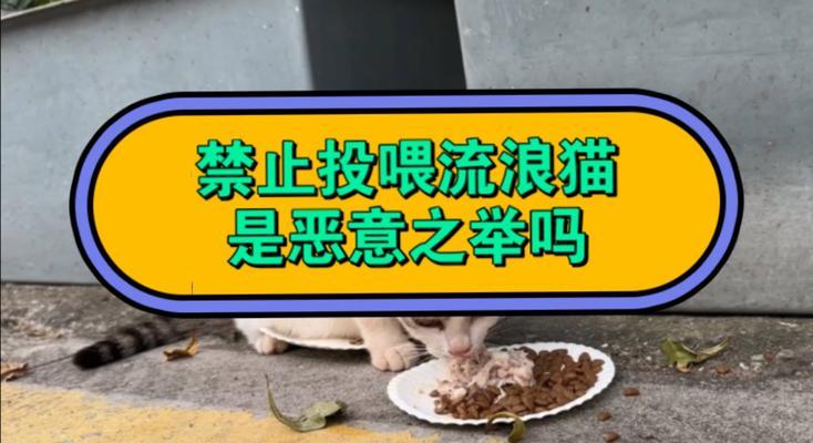 流浪猫为何不喜猫粮？引导流浪猫接受猫粮的有效方法是什么？