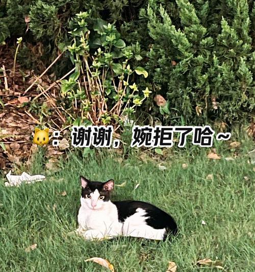 流浪猫为何不喜猫粮？引导流浪猫接受猫粮的有效方法是什么？