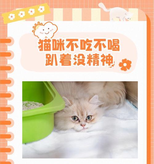 猫咪必须喝牛奶吗？不吃猫粮的应对策略是什么？