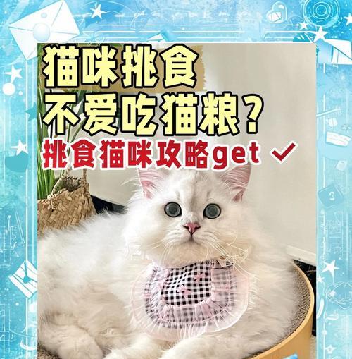 猫咪必须喝牛奶吗？不吃猫粮的应对策略是什么？