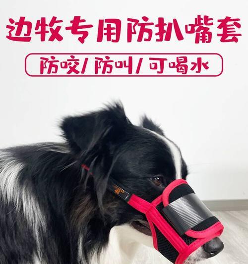 小德牧专用嘴套多少钱？哪种嘴套最适合小德牧使用？
