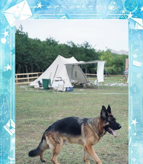 45天德国牧羊犬日均成长量是多少？怎样确保其健康发育？
