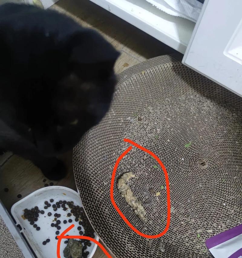 猫咪呕吐猫粮品牌揭秘？呕吐后应采取哪些措施？