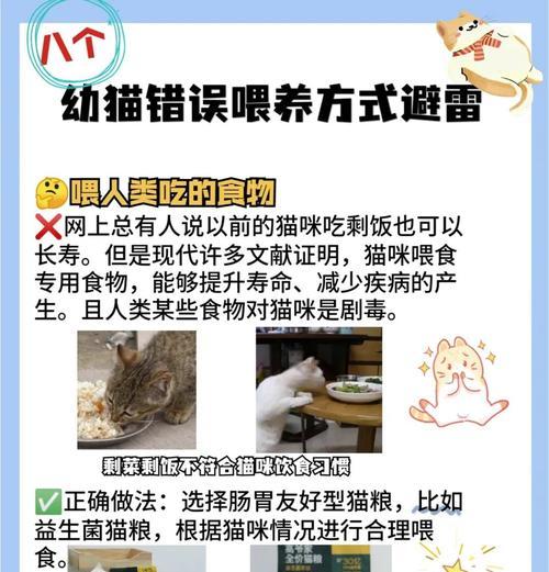 幼猫没有猫粮时应该喂什么？紧急情况下有哪些替代食物？