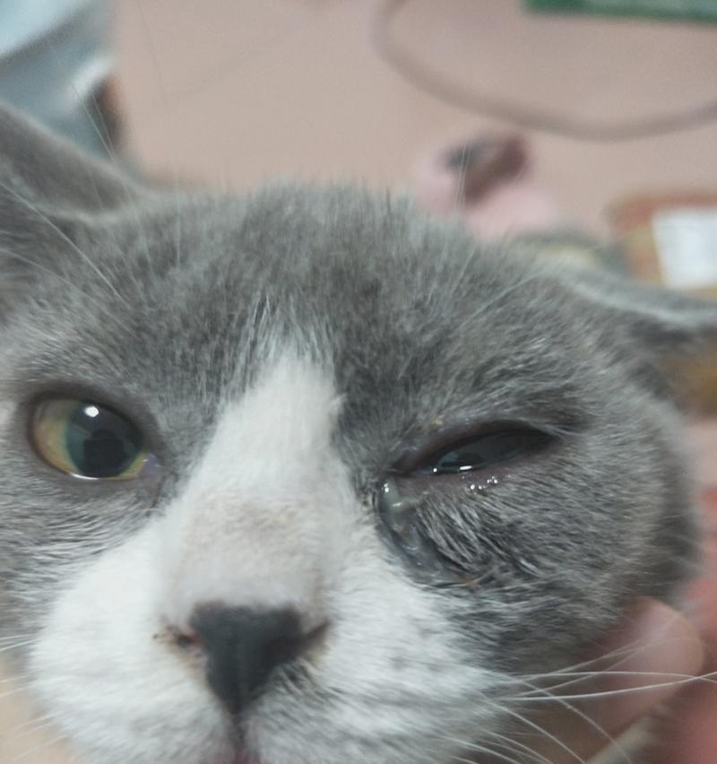 猫粮导致流泪？流泪是否意味着需要兽医咨询？