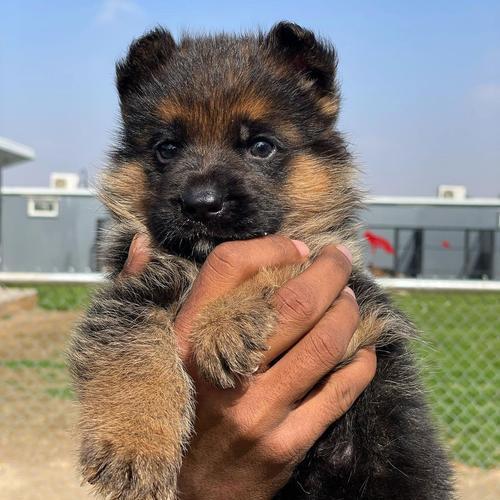 重庆德国牧羊犬售价是多少？购买时应注意哪些问题？