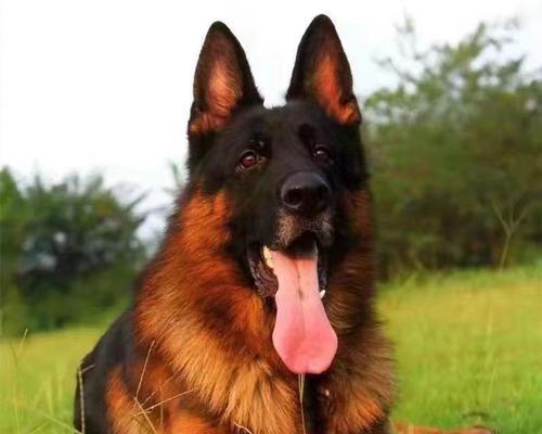 重庆德国牧羊犬售价是多少？购买时应注意哪些问题？