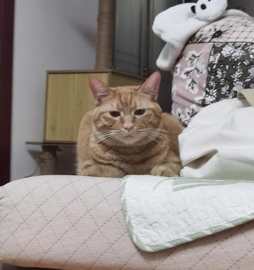 猫突然不吃零钱粮了是什么原因？如何解决？