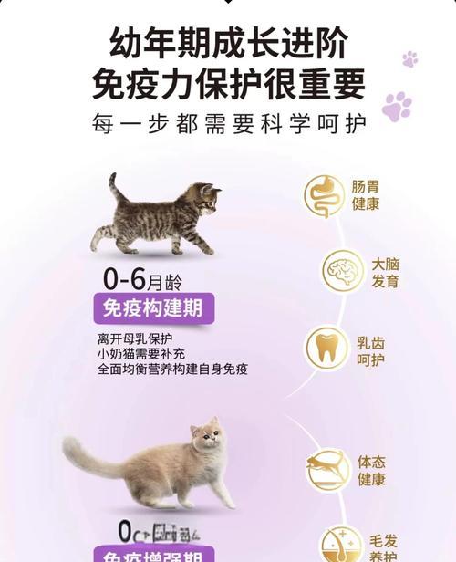 小猫断奶后过渡到猫粮的正确方法是什么？有哪些技巧可以使用？