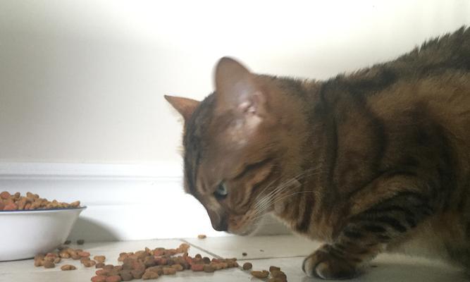 猫粮引起肠胃不适和臭屁的原因是什么？
