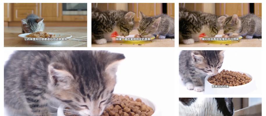 猫粮引起肠胃不适和臭屁的原因是什么？