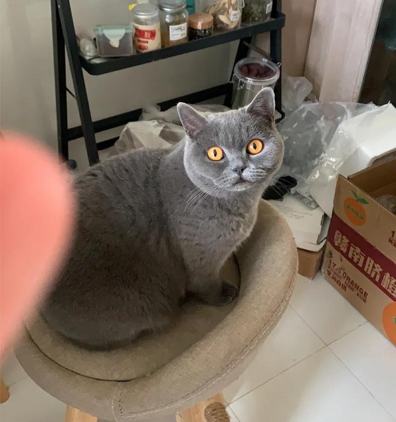新猫粮后打饱嗝怎么办？如何确保猫咪消化健康？