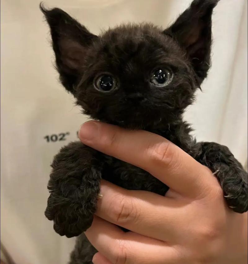 猫全口拔牙后拒食猫粮怎么办？德文幼猫猫粮品牌推荐？
