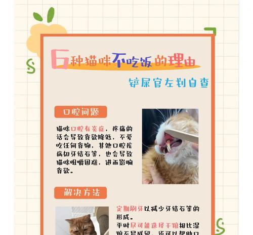 猫咪牙龈炎影响食欲怎么办？如何保证猫咪的水分摄入？