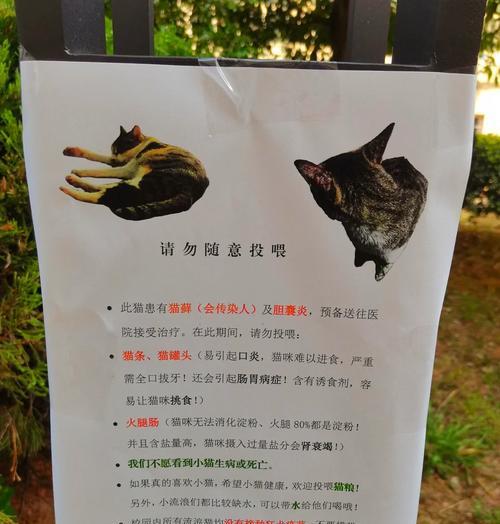流浪猫求食时如何安全提供帮助？喂食建议有哪些？