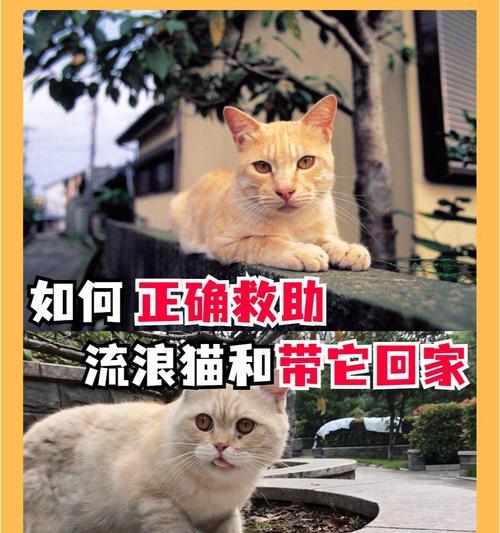 流浪猫求食时如何安全提供帮助？喂食建议有哪些？