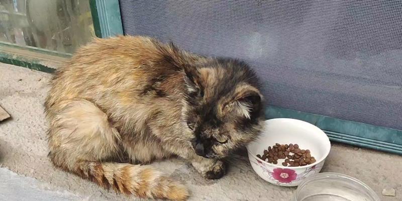 流浪猫求食时如何安全提供帮助？喂食建议有哪些？