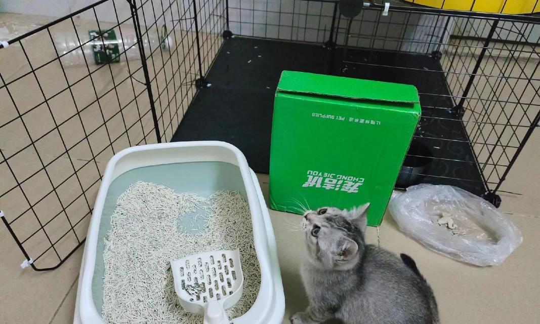 猫砂和猫粮有何关系？如何选择适合宠物的猫砂和猫粮？