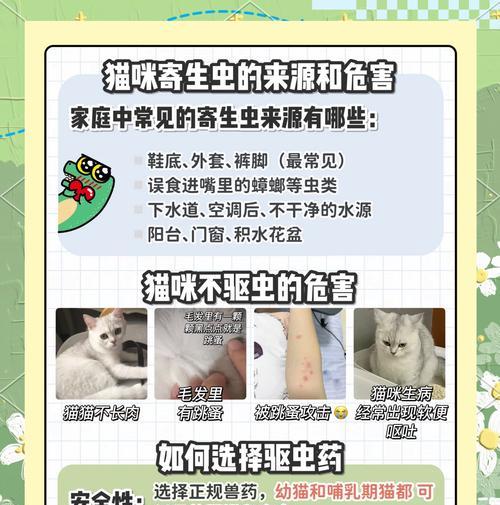 猫粮生虫和棉絮问题如何解决？有效处理方法有哪些？