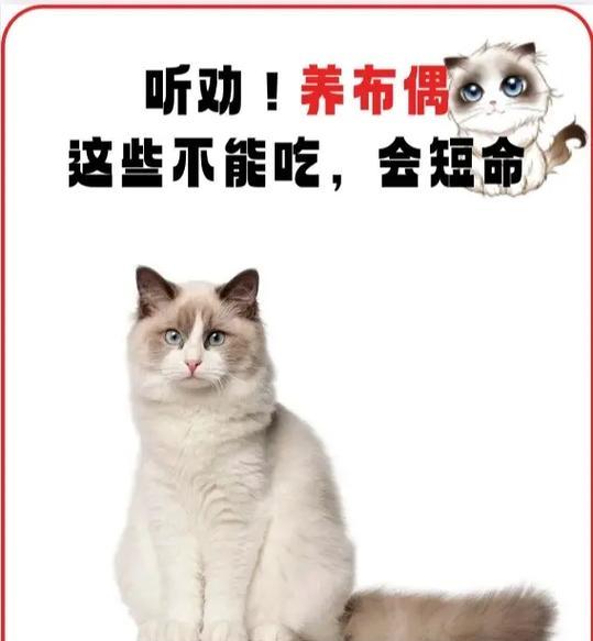 布偶猫只吃猫粮不吃其他食物？了解其饮食习惯和原因是什么？