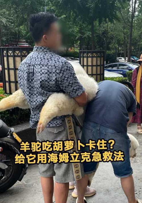 羊驼遭遇攻击时的急救措施是什么？