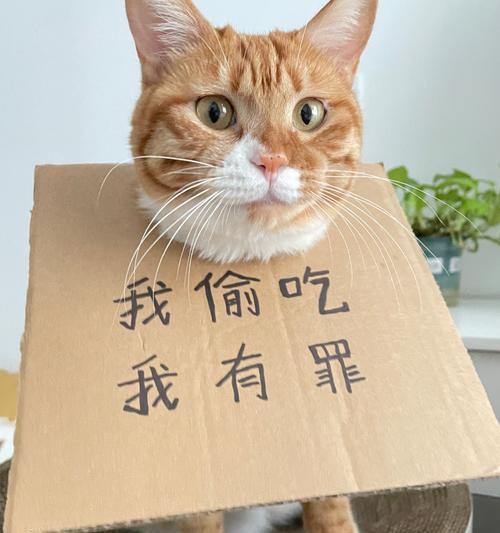 成年猫偷吃幼猫猫粮怎么办？防止成年猫偷食的方法是什么？